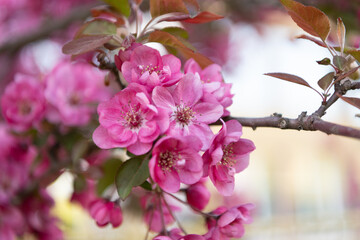 Wall Mural - fresh springtime sakura flower. springtime sakura blossom. springtime sakura blooming