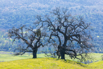 Oak Trees on a Hillside with Lushy Background at Springtime. Joseph D. Grant County Park, Santa Clara County, California.