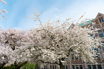 Wall Mural - sakura tree flower blooming nature background in spring at houses