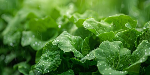 Wall Mural - A row of green lettuce plants are in a greenhouse