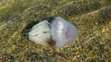 Fototapeta Tulipany - Rhizostoma pulmo barrel jellyfish in the water of Black sea