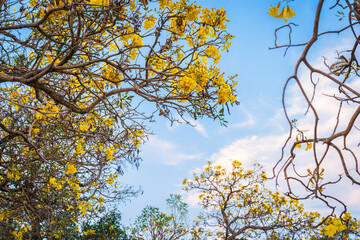 Wall Mural - Wooden branches blooming Yellow Golden trumpet tree or Tabebuia are blooming with the park in spring day in the garden and sunset blue sky cloud background in Thailand.