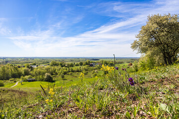 Poster - Wildflowers in a beautiful landscape view at spring