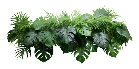 Wall Mural - Tropical leaves foliage plant bush floral arrangement nature backdrop isolated on white background, clipping path included.