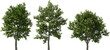 tree real serviceberry hq arch viz cutout trees