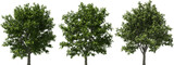 tree real serviceberry hq arch viz cutout trees