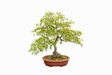 Fototapeta  - feathered maple tree bonsai