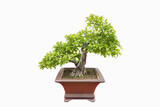 Fototapeta  - elm bonsai tree isolated