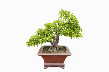 Wall Mural - elm bonsai tree isolated