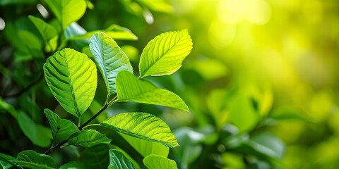 Wall Mural - Nature of green leaf in garden at summer