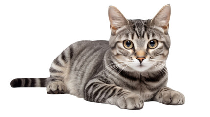 Wall Mural - domestic gray tabby cat lies and looks at the camera on white isolated background