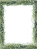 Fototapeta  - a frame of air plant Spanish moss plant. Nature background.