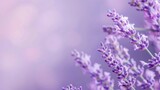 Fototapeta Lawenda - Lavender flowers in purple color, closeup, blurred background