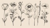 Fototapeta Kosmos - Flowers and plants drawn by hand. Monochrome modern illustrations in sketch style.