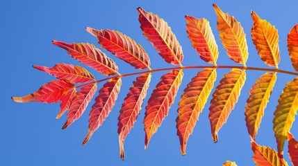 Wall Mural - Autumn red and yellow colors of the Rhus typhina, Staghorn sumac, Anacardiaceae, leaves of sumac on blue sky.