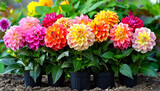 Fototapeta  - Colorful dahlias flowers in small pots. Gardening and Flowering background.