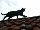 Fototapeta Dziecięca - Schwarze Katze auf dem Ziegeldach