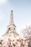 Fototapeta  - Eiffel tower. Blooming sakura tree