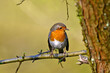 Rotkehlchen  // European robin (Erithacus rubecula)