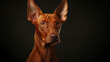 Cirneco delletna dog portrait. Italian rare dog breed