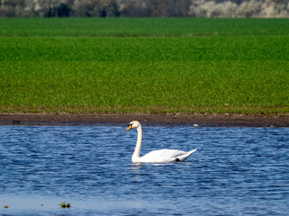 Sticker - Schwan