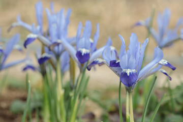Group of golden netted iris (Iris reticulata).