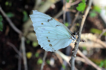 Poster - un joli papillon bleu