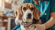 medical examination of a beagle puppy in the veterinarian's office, The concept of pet care and treatment, veterinarian's day