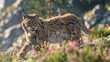 Alps Lynx, Banner Image For Website, Background, Desktop Wallpaper