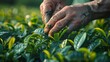Farmer's Hands Nurturing Young Tea Leaves