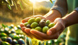 Close-up of two hands (cupped hands full of fresh olives) of a farmer showing harvesting green olives bathed in a flowing, liquid olive oil. Generative Ai.