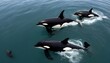A Pod Of Killer Whales Playing With Kelp Upscaled 3