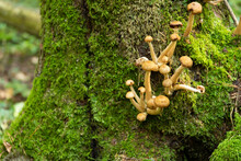 Edible, Wild, Autumn Forest Mushrooms, Armillaria Mellea, Growing On An Old Tree In The Forest. Selective Focus.