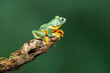 Green Flying frog (Rachophorus reinwardtii) isolated on green background. Beautiful tree frog, Javan tree frog.