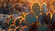 A close up of a cactus plant in the sunlight. Suitable for nature and desert themed projects