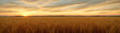 Tranquility of a vast wheat field at sunset, with the warm tones of the sky