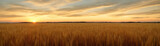 Fototapeta Na sufit - Tranquility of a vast wheat field at sunset, with the warm tones of the sky