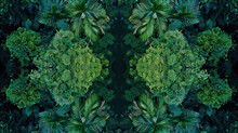 Aerial Drone Shot Top-down Bird's Eye View, Mirror Image, Jungle Rainforest Canopy, Symmetrical Vibrant Eco Nature Background, Isolated, Abstract Organic Nature-inspired Natural Textures Banner