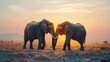 African elephants facing each other at sunset, wildlife concept.