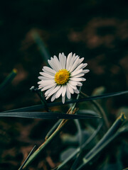 Wall Mural - White dandelion surrounded by grass and leaves