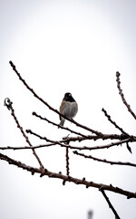 Poster - Dark-eyed Junko perched on a tree branch against the sky