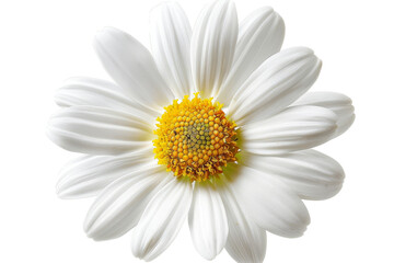 Wall Mural - A beautiful white Daisy (Marguerite) isolated on a white background.