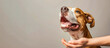 A dog being fed by human hands, the happy dog's face looking up at the person's hand with its mouth open for food, against a solid grey background