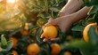 Citrus grove with hands plucking a ripe orange from the tree