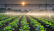 Irrigation system watering an agricultural field of vegetables and other plants at dusk