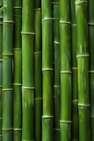 Fototapeta Sypialnia - Close-Up Vertical Bamboo Forest Texture. Close-up of dense green bamboo stems, suitable for backgrounds or nature themes.