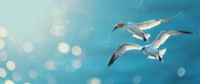 Photo Of Two Gannet Birds Flying In The Sky, Side View, Wide Angle