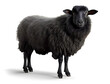 Illustration with black sheep. Black sheep isolated drawing.