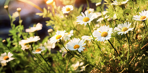 Close up soft focus nature background featuring wild camomile flowers.