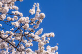 Fototapeta Nowy Jork - Spring with Blooming flowers on tree branches